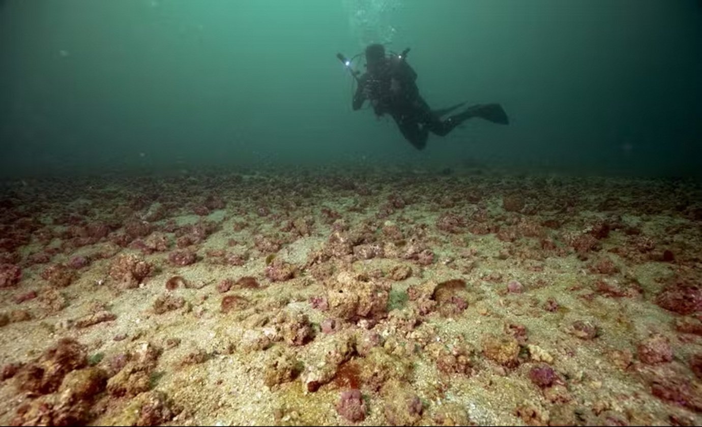 'Caribe' em Ipanema? Ecossistema cor-de-rosa é descoberto a 4 km da praia do RJ
