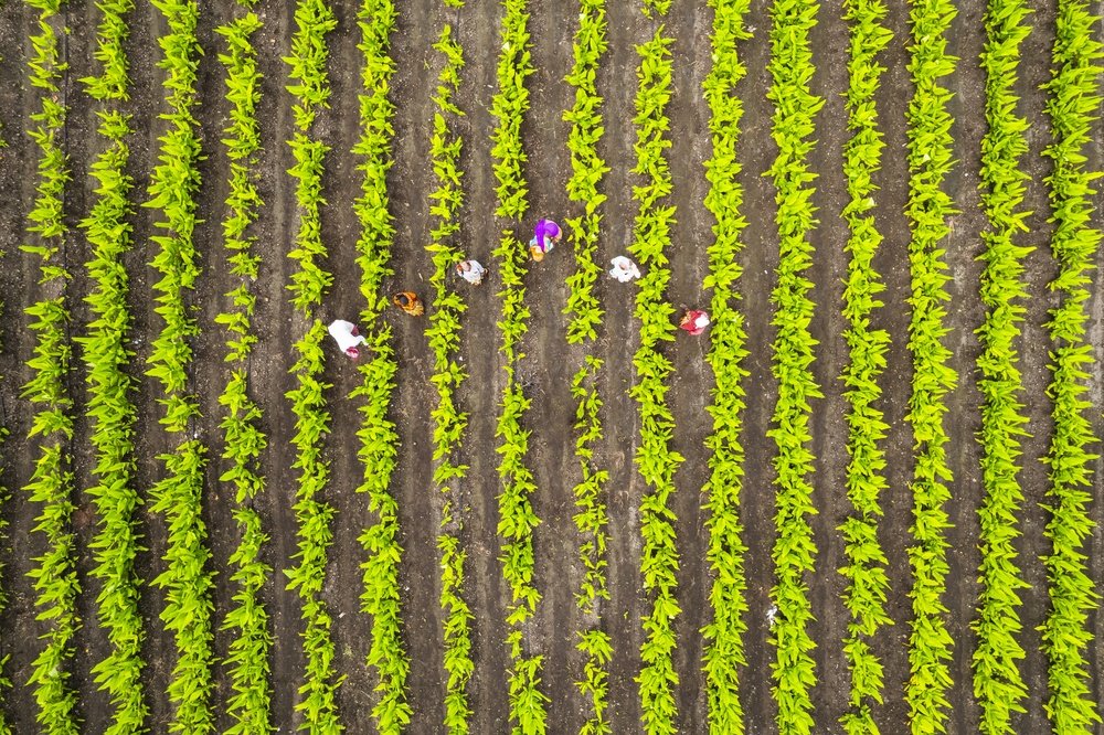 Dia da Agricultura: por que o clima pode definir o resultado da safra