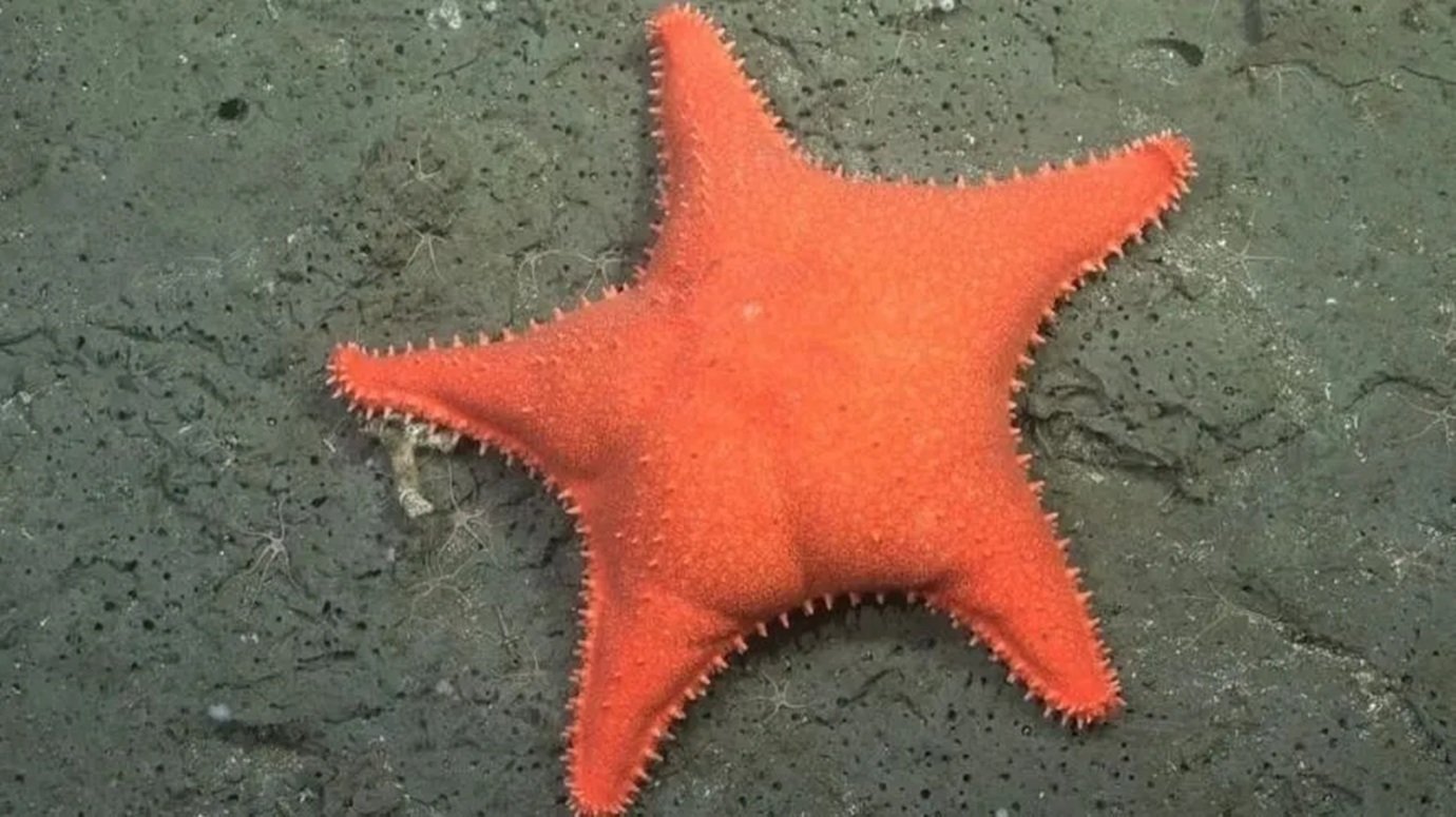 Robô encontra 'Patrick Estrela' da vida real nas profundezas do oceano Atlântico
