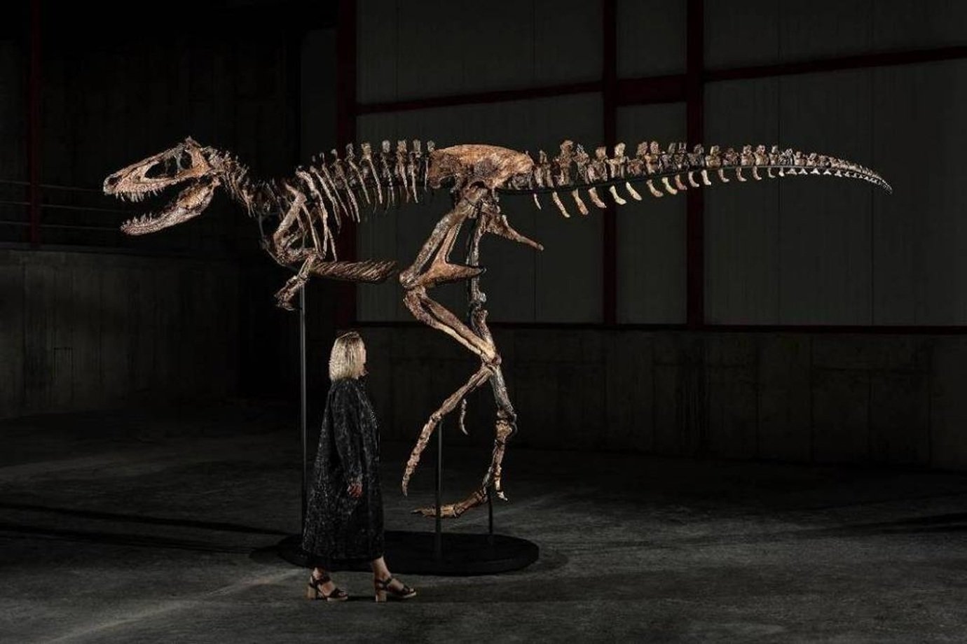 Quanto vale um dinossauro? O mercado milionário por trás dos leilões de fósseis
