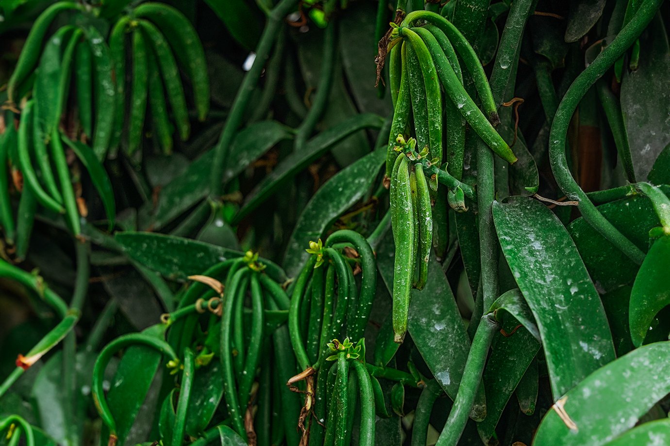 Eles cultivam uma planta que rende 60 gramas por ano e miram faturar R$ 16 milhões