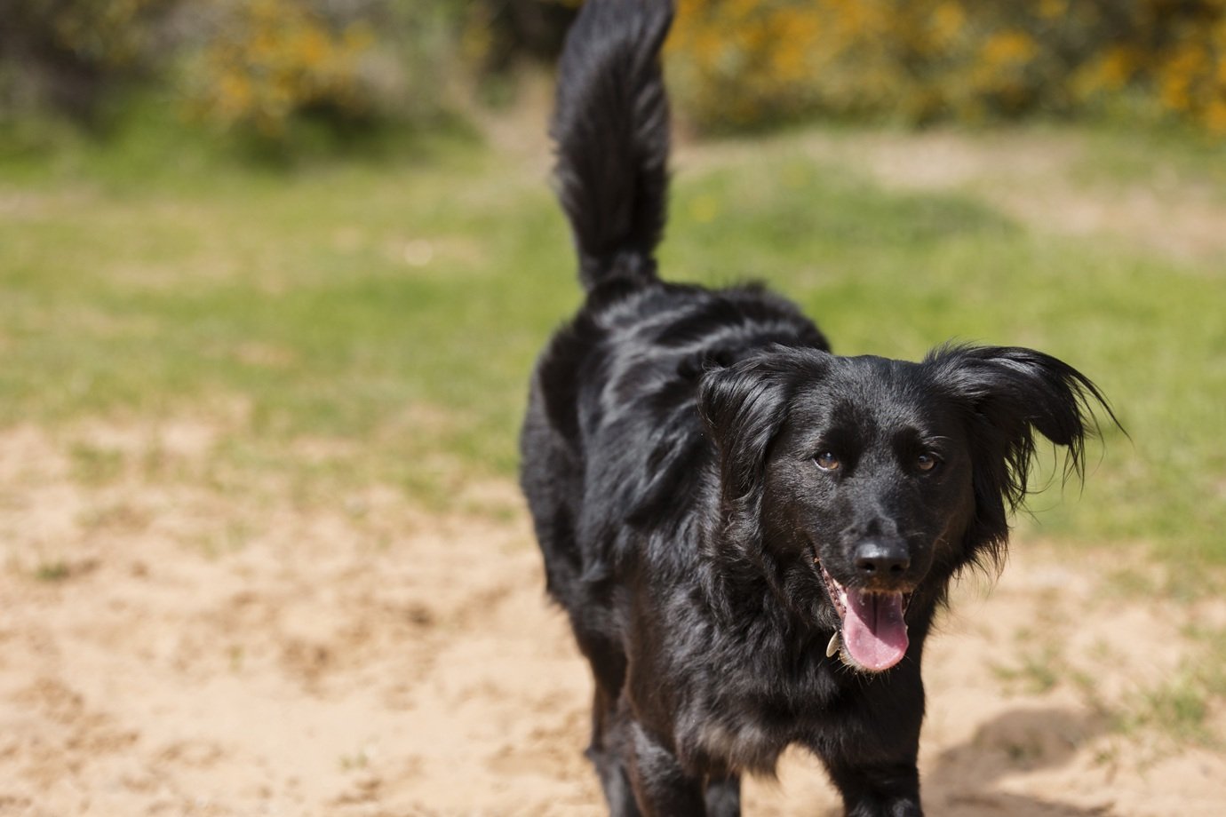 Entenda: Por que os cães abanam o rabo? Nem sempre é sinal de felicidade