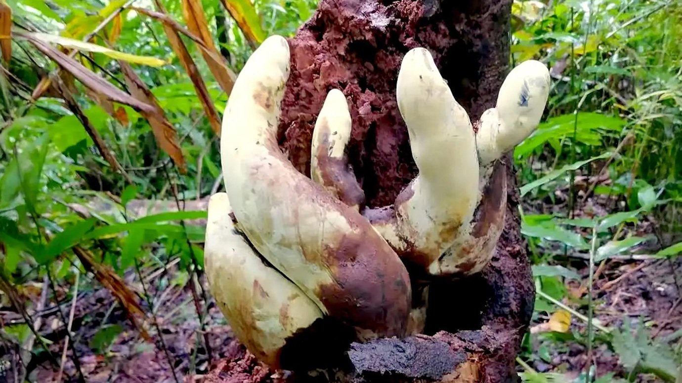 Atualização: Fungo gigante de até 50 cm pode ter ligação com extinção dos dinossauros