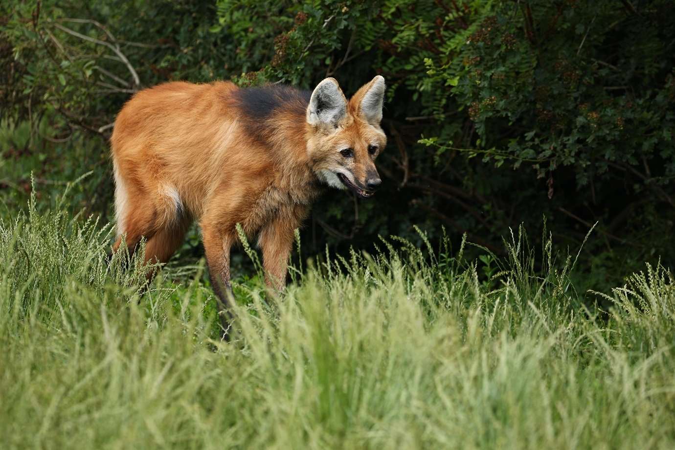 Como tecnologia para 'ressuscitar' animais pode ajudar a evitar novas extinções