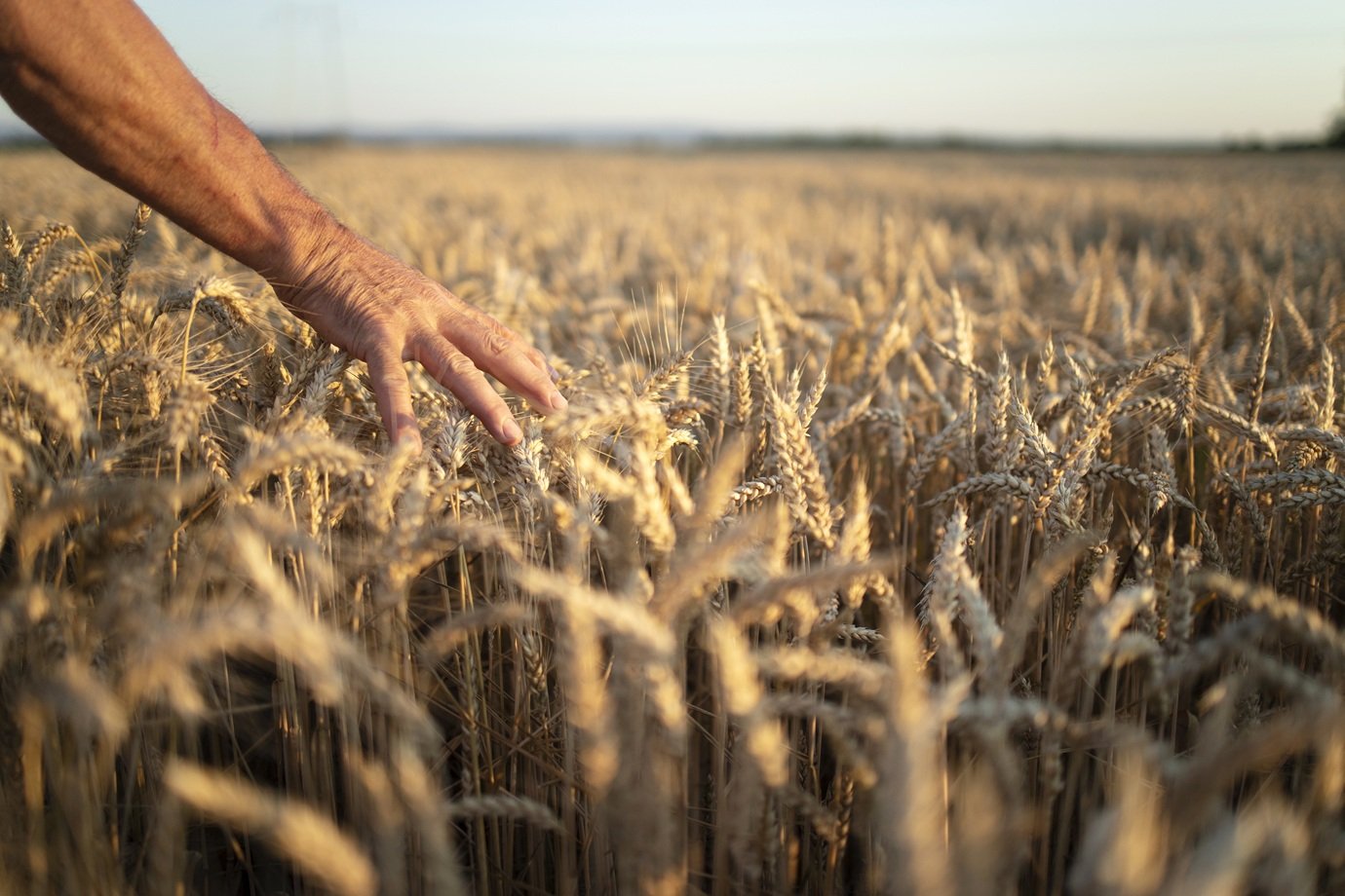 Cientistas descobrem nova defesa contra fungo que ameaça arroz, trigo e cevada