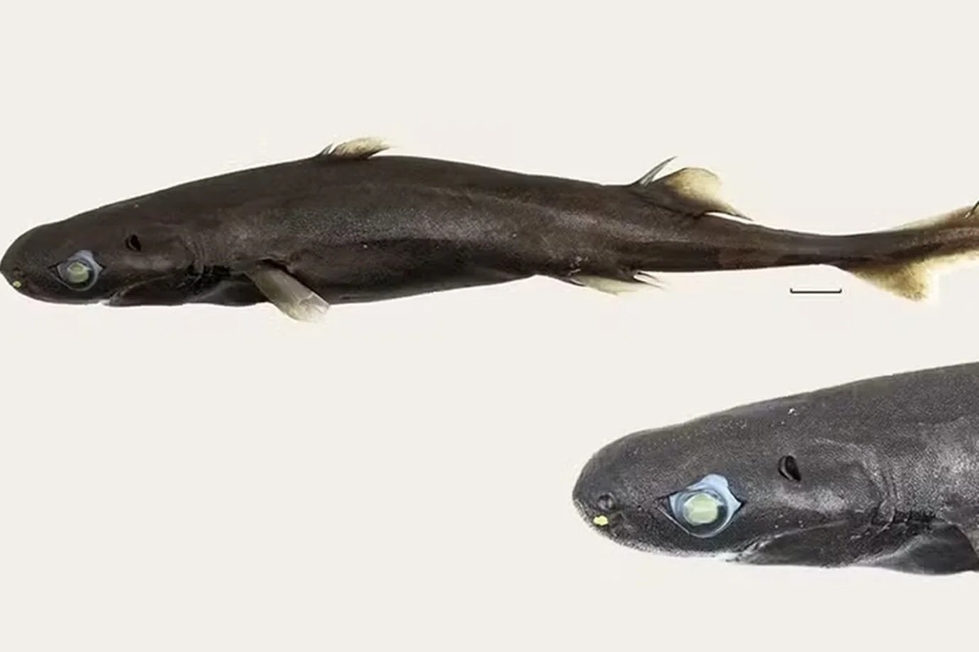 Nova espécie de tubarão de apenas 21,5 cm é descoberta nas profundezas do Oceano Índico
