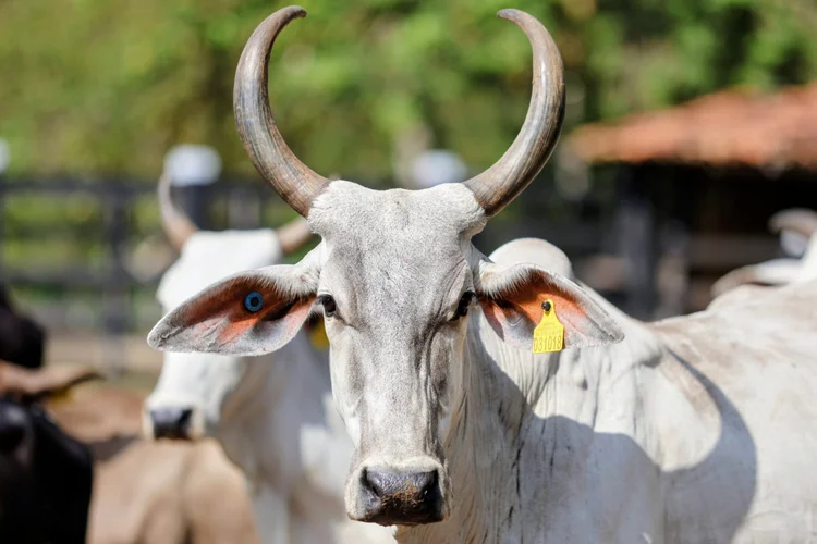 Carne bovina rastreável: governo do Pará anunciou a meta de ampliar o sistema para 100% do rebanho até 2030  (Bruno Cecim/Ag. Pará/Divulgação)